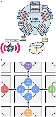 Exploring Evolved Multicellular Life Histories in a Open-Ended Digital Evolution System